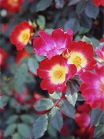 赤いつるバラ「カクテル」の花のアップ画像。バラとは思えないような一重咲きで、花の中心部は開花直後のため黄色。