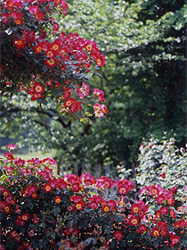 同じ「カクテル」の遠景画像。中輪咲きでかなりたくさんの花がついている様子。