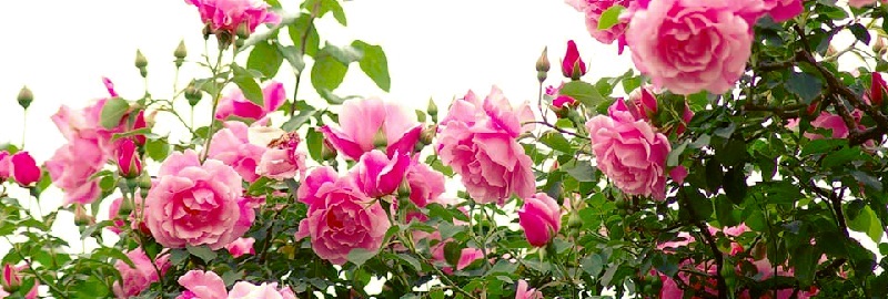 ピンクのバラが咲き乱れる