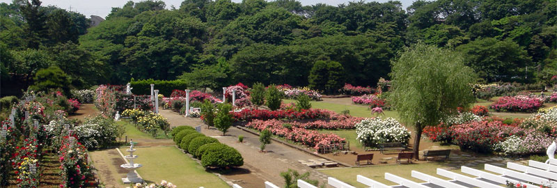 生田緑地ばら苑の全景、雑木林に囲まれた薔薇の園