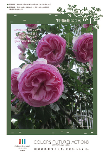 うす紫色の円状の外側の花びらをもつピエールドロンサールが4輪並ぶ