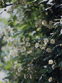 小さな白い野バラがたくさんの花をつける