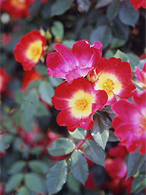 赤いつるバラ「カクテル」の花のアップ画像。バラとは思えないような一重咲きで、花の中心部は開花直後のため黄色。