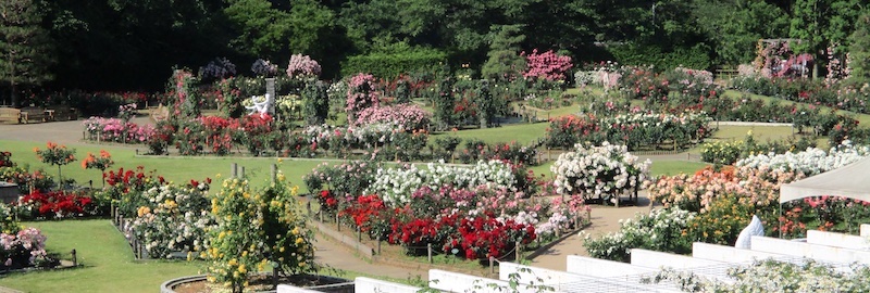 生田緑地ばら苑の全景、雑木林に囲まれた薔薇の園