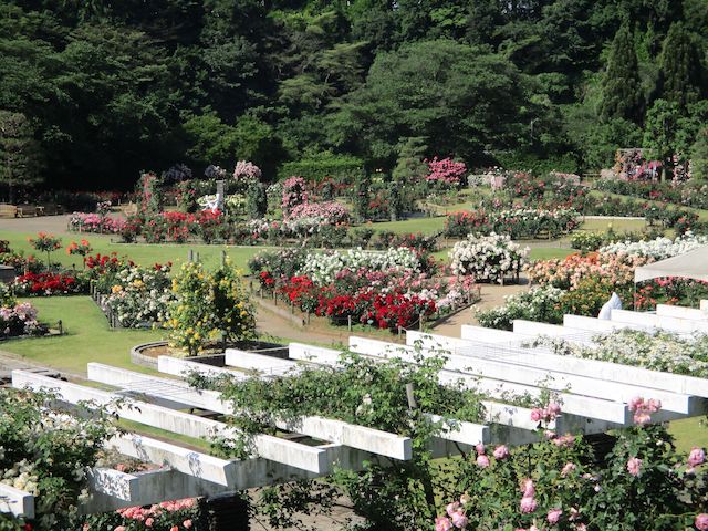 登りきったらばら苑の全景が望める